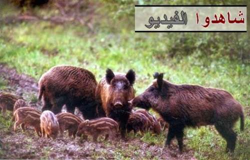 شاهد الفيديو: غريب.. الخنزير البري يعاشر البشر بكل حرية بشاطئ سيدي احساين بإقليم الدريوش