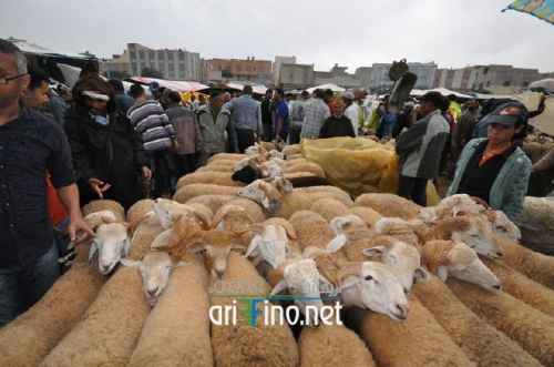 شاهد روبورتاج: ارتفاع العرض و انخفاض أثمان اضاحي العيد في سوق أزغنغان الخميس