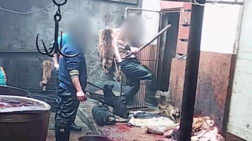 أصعب فيديو يمكن مشاهدته: هكذا يقتل الصينيون الكلاب و يطبخونهم ليأكلوهم