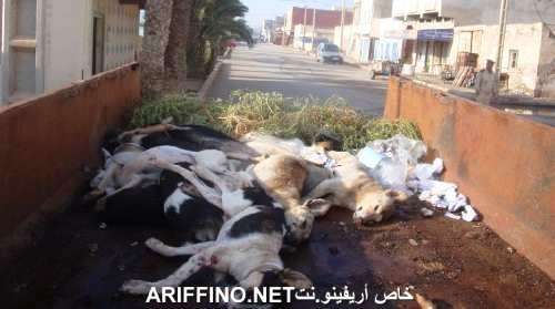 روبورطاج مصور : قتل 50 كلبا ضالا في حملة جديدة بأركمان
