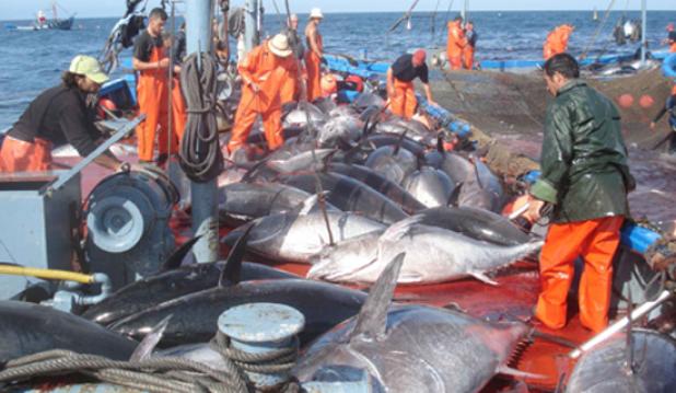 الدرك البحري يصادر كمية مهمة من سمك التون نواحي الدريوش