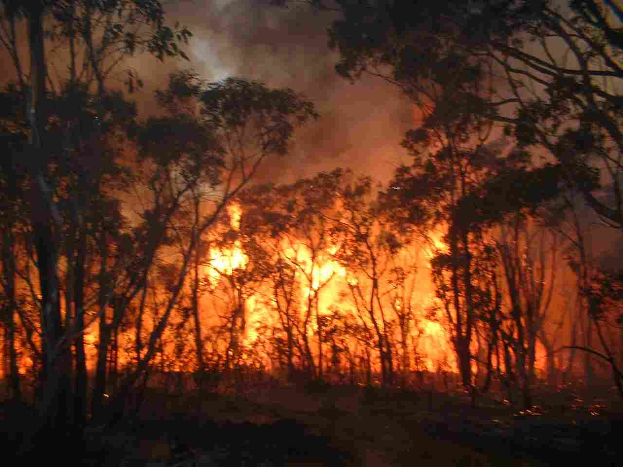 بلاغ رسمي: حريق غابة غوروغو يأتي على 352 هكتار من الأشجار والأعشاب