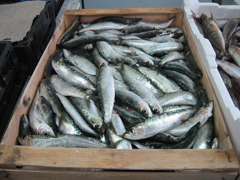 الحسيمة تحتل المرتبة الاولى في انتاج سمك السردين بجهة الشمال