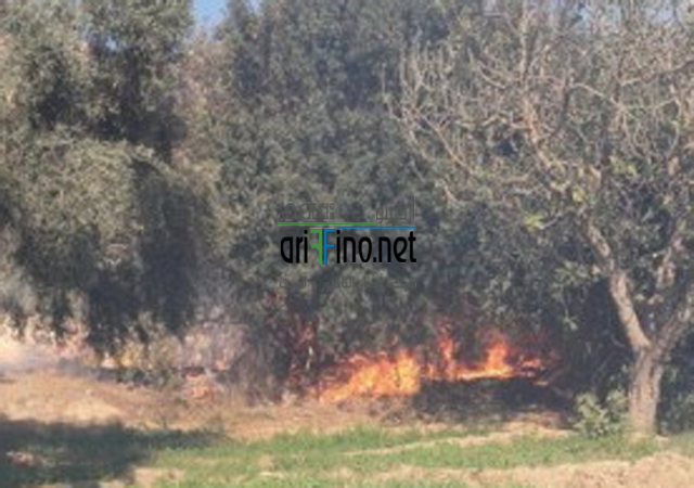 النيران تلتهم جزءا من الغابة المحيطة بمقبرة سيدي عثمان بزايو/ الناظور