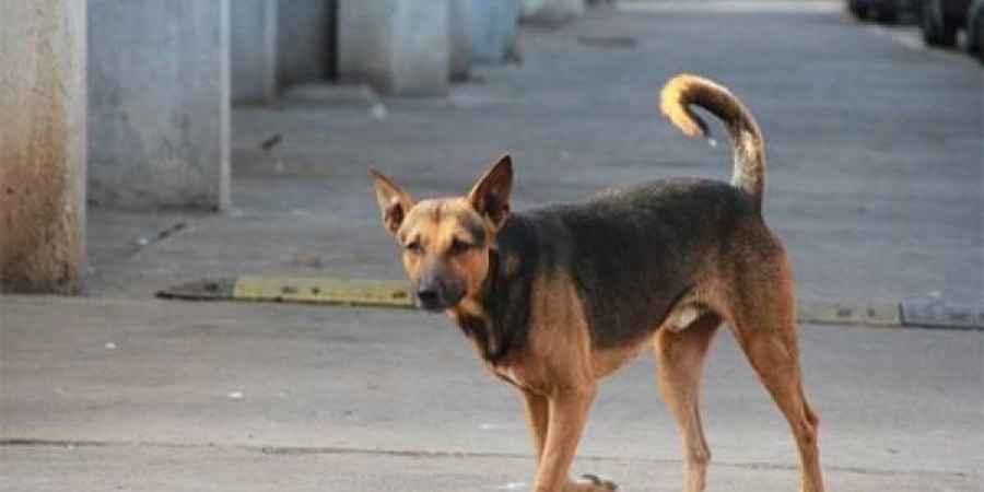 كلب مغربي يستنفر السلطات في مليلية المحتلة لهذا السبب ؟؟