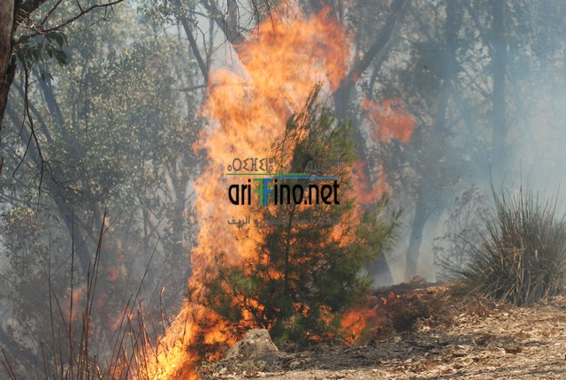 +صور و فيديو..تغطية متجددة من كل مناطق الناظور : غابات كوركو لا تزال تحترق، المسؤولون يستقدمون الجيش و آليات من وجدة و الاوضاع متدهورة!!