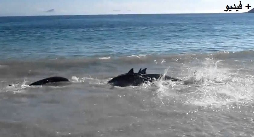 شاهد بالفيديو … ظهور سمك“الدلفين” بشواطئ الناظور