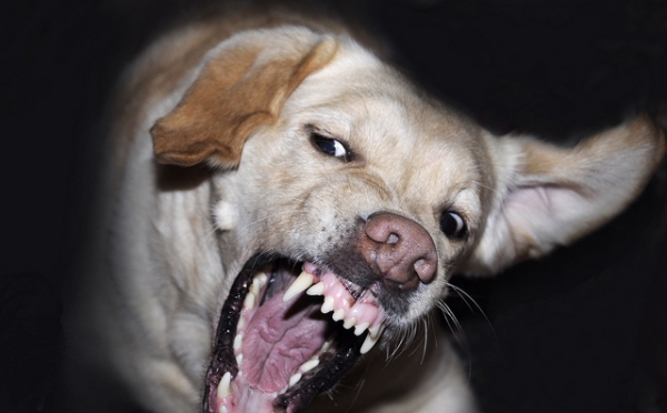 خطير :الكلاب الضالة تهدد حياة المواطنين وممتلكاتهم بجماعة قرية أركمان و”المخازنية” في قفص الإتهام