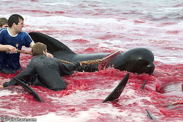 درك البيئة بالحسيمة ينفي قتل الدلافين بسواحل الإقليم