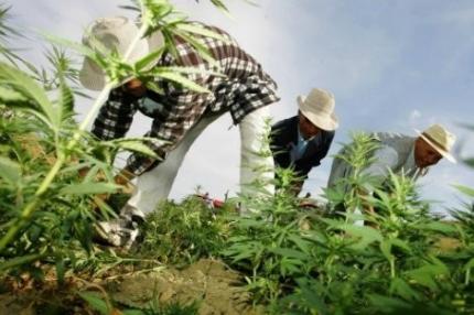 البرلمان الهولندي يوافق على قانون يسمح بزراعة “الكيف”