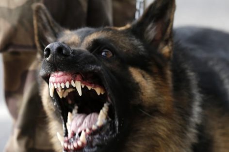 غريب: كلب مسعور يثير الرعب ويهدد سلامة تلاميذ مؤسسة تعليمية ببني انصار
