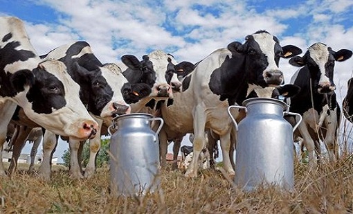 تعاونيات الحليب تطالب بالدعم من المسؤولين للاستغناء عن “سنطرال”