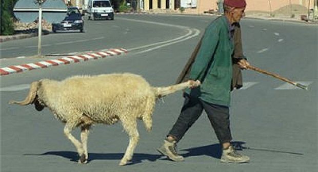 قبيل الأضحى المبارك…خروف العيد يؤرق بال فقراء الناظور