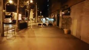 بالفيديو: شاهد خنازير تتجول ليلا في شوارع قرية اركمان بكل حرية