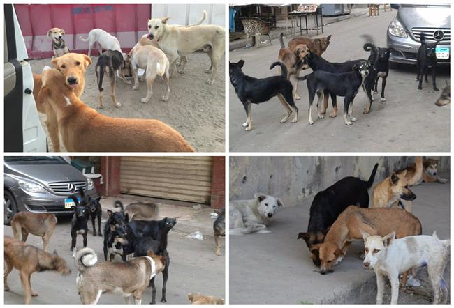 +فيديو:الكلاب الضالة “تستعمر” قرية اركمان ومكتب حفظ الصحة بالناظور يستقبل 6حالات في اسبوع