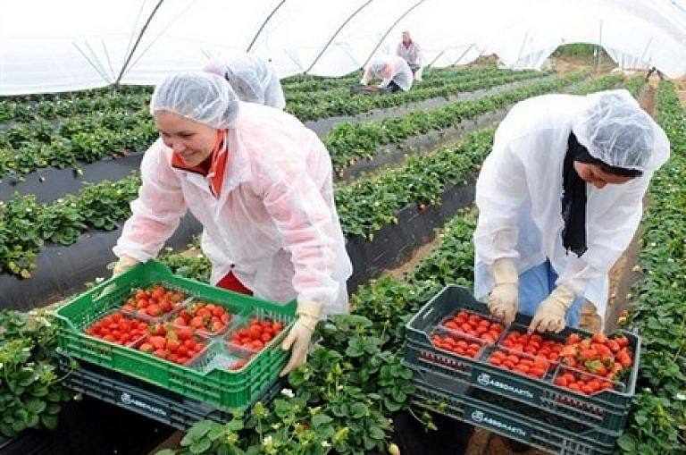 يهم نساء الناظور و الدريوش: إسبانيا تعلن عن رغبتها في 16 ألف عاملة مغربية في حقول جني الفراولة