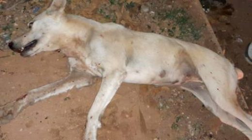 حملة لقتل الكلاب بمدينة الحسيمة بعد نقل 16 شخصا الى المستشفى