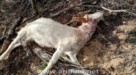 أركمان + الصور…كلاب ضالة تهاجم قطيعا للاغنام وتقتل 6 منها في منطقة الجزيرة