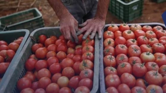 سعر الطماطم يناهز 5 دراهم بسوق الجملة بإنزكان لكن الباعة يترقبون زيادة جديدة جراء ارتفاع أسعار المحروقات