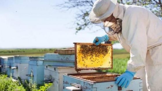 خلايا النحل تواصل انهيارها بالمغرب وباحثون يحددون أسباب الظاهرة