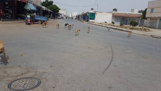 كلاب ضالة تهدد سلامة المواطنين بمدينة ببن الطيب