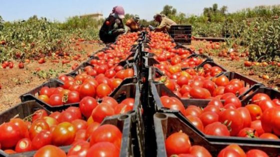 وزير الفلاحة يُرجع غلاء الطماطم إلى “تقلبات الطقس”