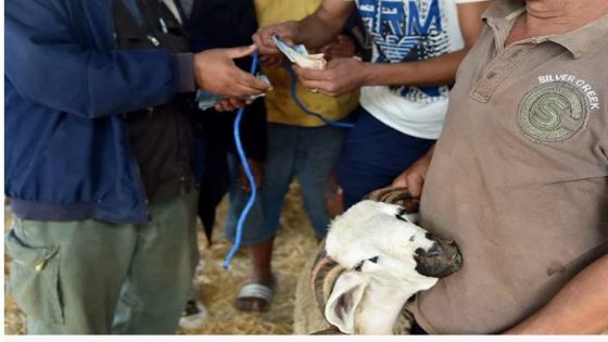 حماة المستهلك” يحذرون من تلاعب المضاربين بأسعار الماشية في عيد الأضحى