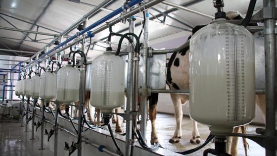 هل تلجأ الشركات المغربية إلى استعمال “المسحوق” في تحضير الحليب الطازج؟