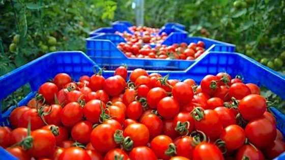 3 أسباب وراء إرتفاع أسعار الطماطم في المغرب