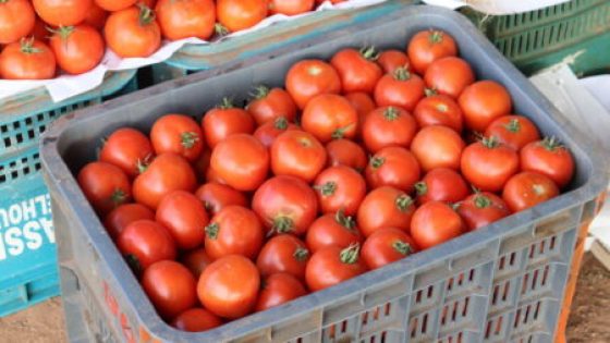 كشف سر ارتفاع اسعار الطماطم في رمضان؟