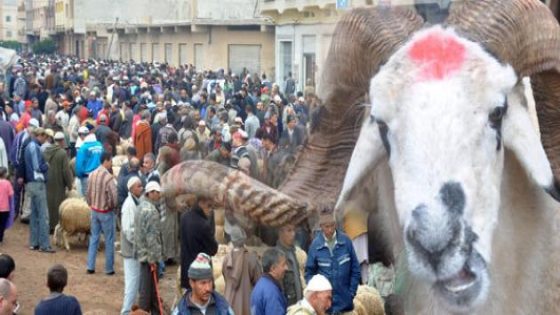إلغاء عيد الأضحى في المغرب؟