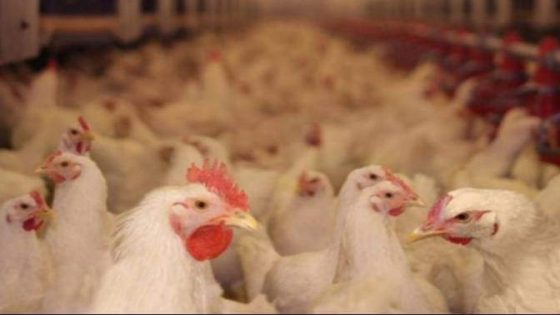 هكذا تؤثر موجة الحرارة على أسعار الدجاج في المغرب؟