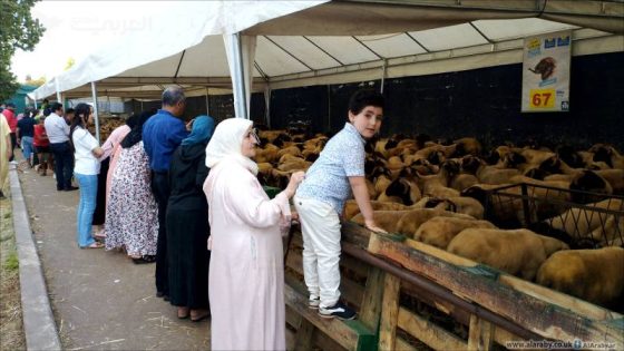 حماية المستهلك لا تصدق الدولة: عيد الاضحى سيبهدل المغاربة؟