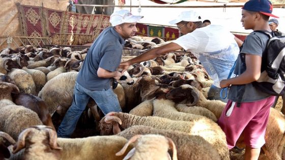 دعم الدولة يذهب الى جيوب كبار الكسابة و لا يظهر أثره على أسعار أضاحي العيد في المغرب؟