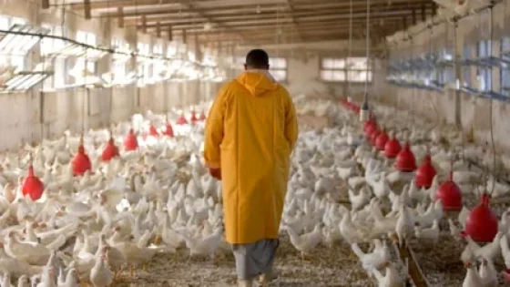 تطورات أسعار الدجاج في المغرب بعد العيد؟