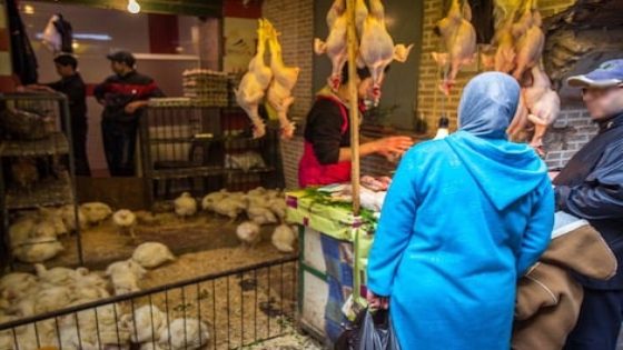 تطورات جديدة في اسعار الدجاج في المغرب؟